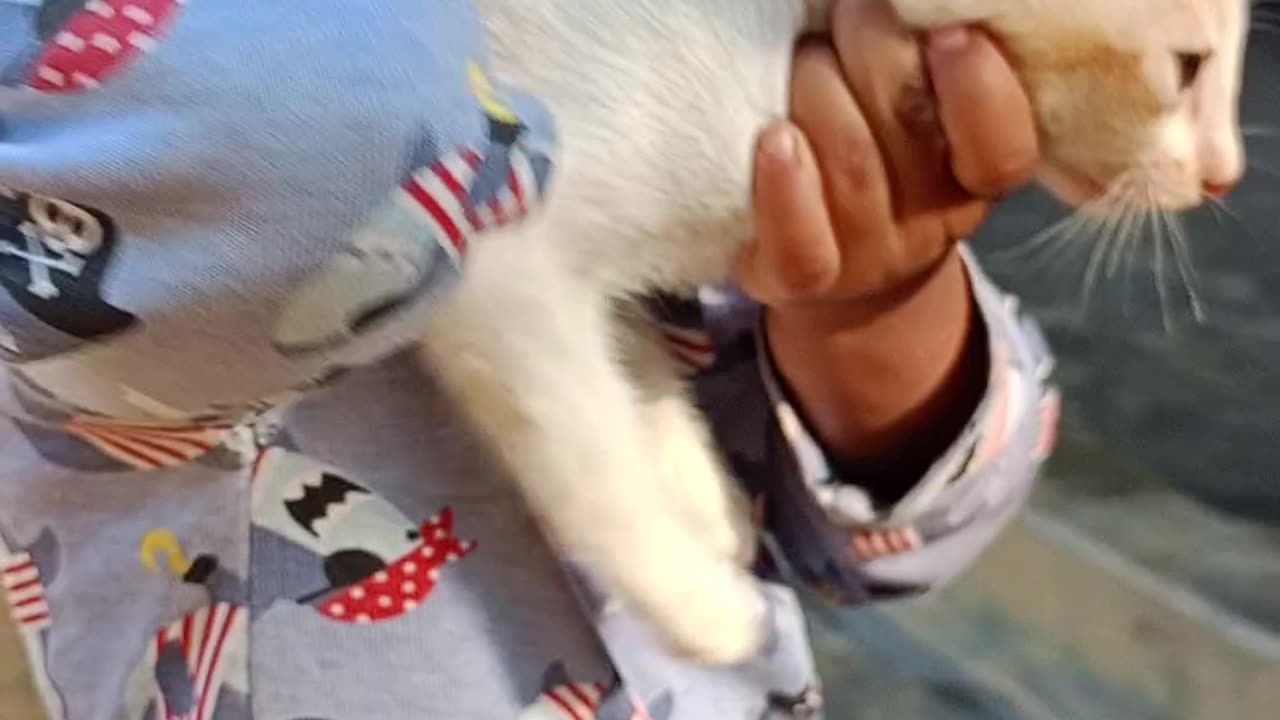 Playing with pet cat