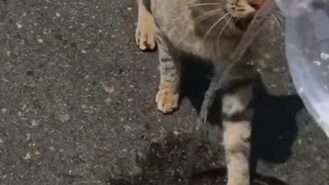 Met a cat on the road
