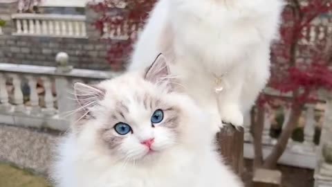 Beautiful Cat's Style 😺 #cat #cats #cute #cutecat #cutecats #pets #animals