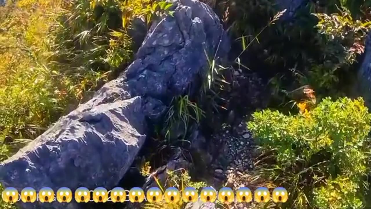 Bear Attacks Climber 😱 #Bearattacks #Climber