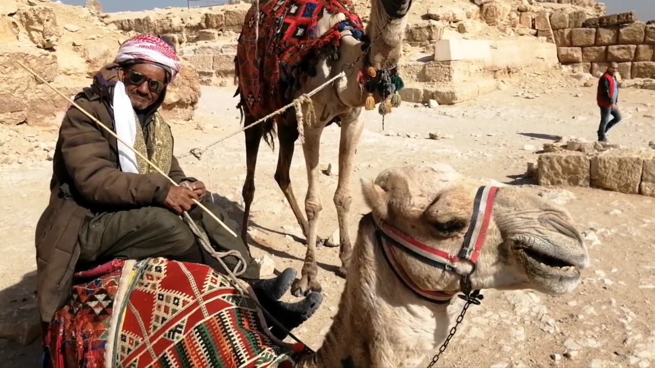 The Camels was used to be cars befor 1400 years.