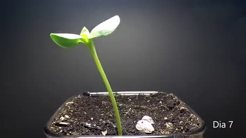 Sunflower seed timelaps