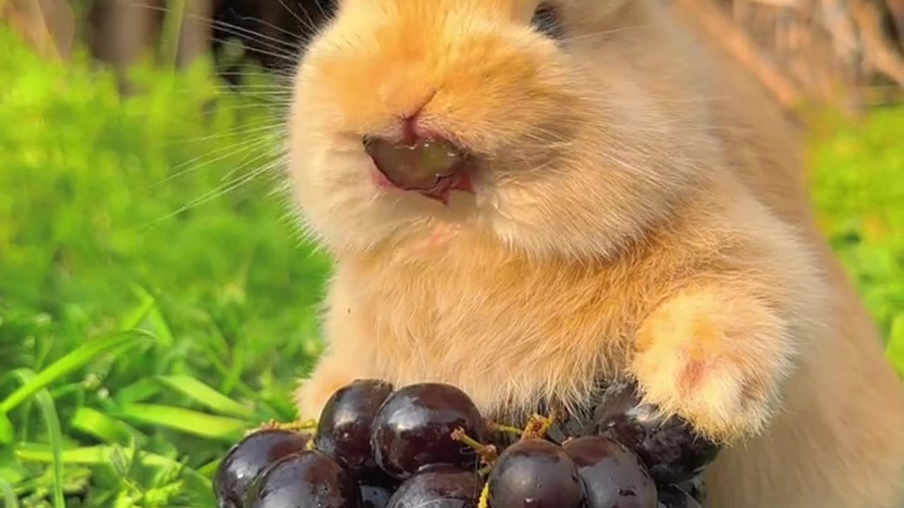 CUTE ANIMAL | FUNNY ANIMAL | SQUIRREL | EATING FRUITS