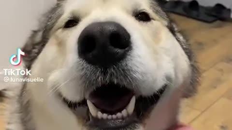 best dogs and cats