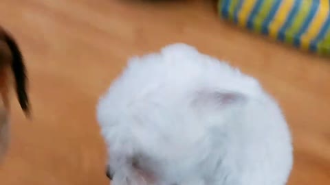 Naughty Maltese Video