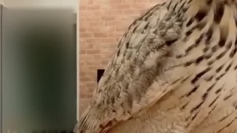Best Funny Animal Videos