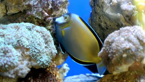 Fish Moving Freely In An Aquarium | No Sound