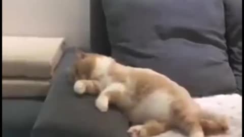 Cat sleeping, having a nightmare . Cute.
