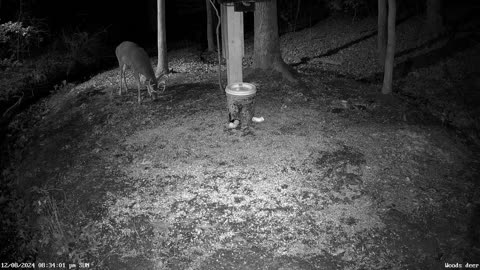 7 point buck stops by for snack at critter cams