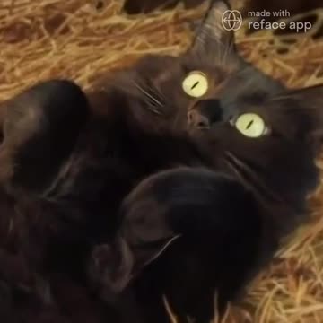 Cute Cat Moment! 🥰