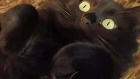 Cute Cat Moment! 🥰