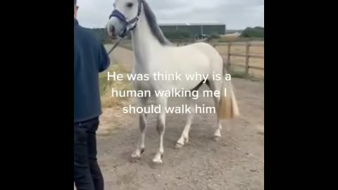 Funny horse