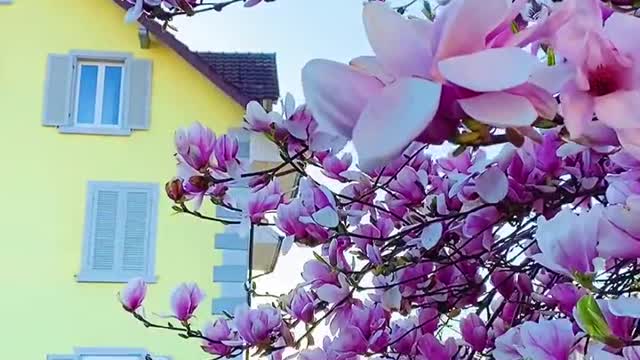 Spring, summer, autumn and winter, the seasons change