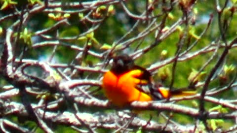 Oriole