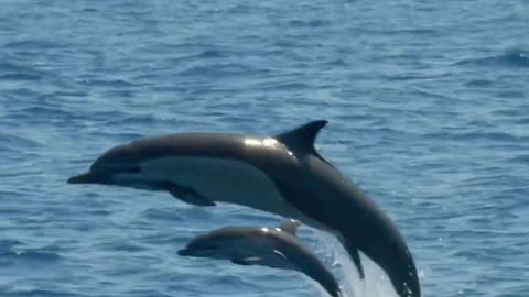 Baby dolphin slighting