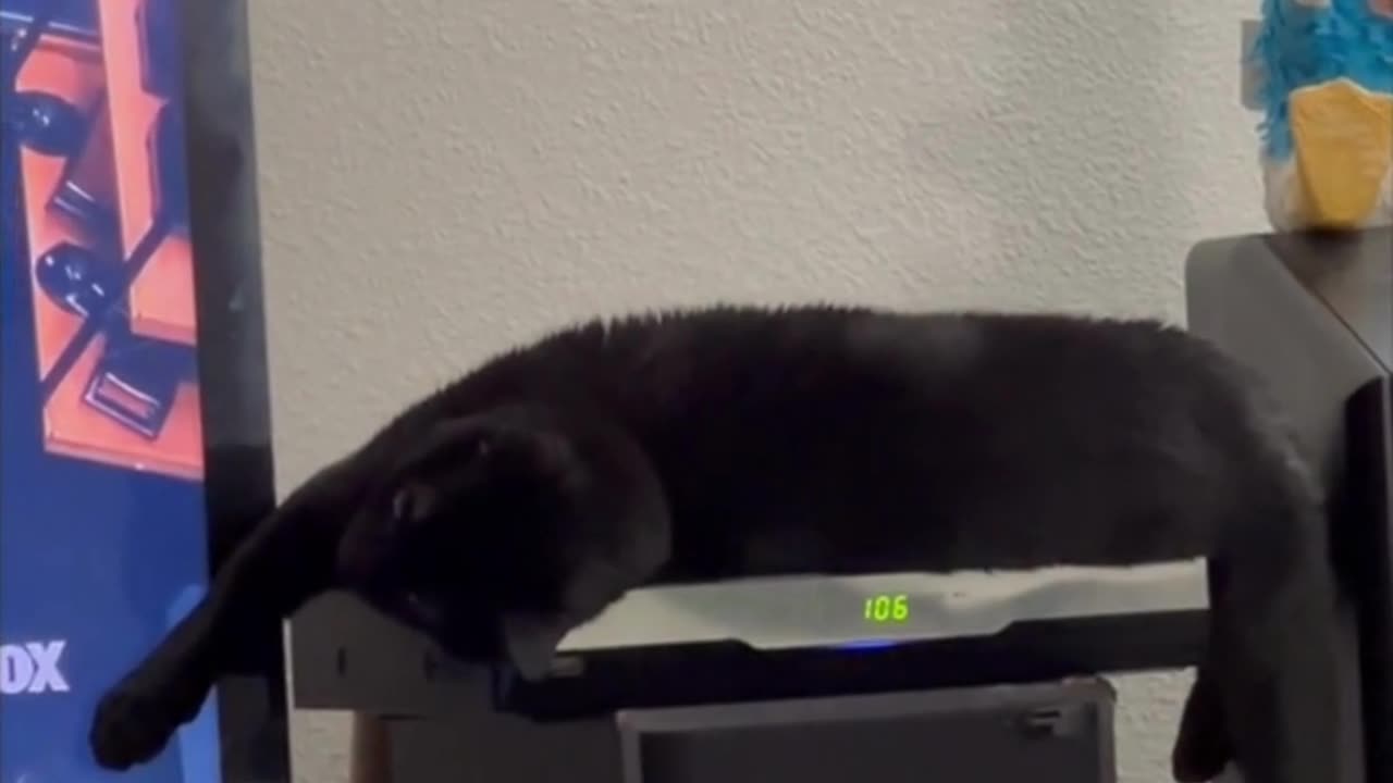 Adopting a Cat from a Shelter Vlog - Cute Precious Piper Does a Long Kitty on the Cable Box #shorts