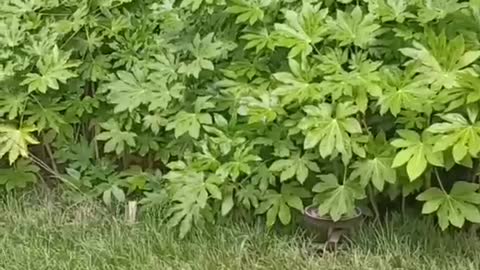 Guard of green plants