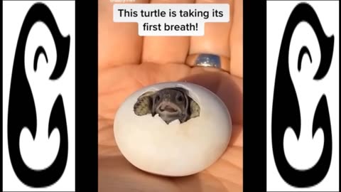 FUNNY BABY ANIMALS VIDEO'S - CUTE ANIMAL MOMENTS