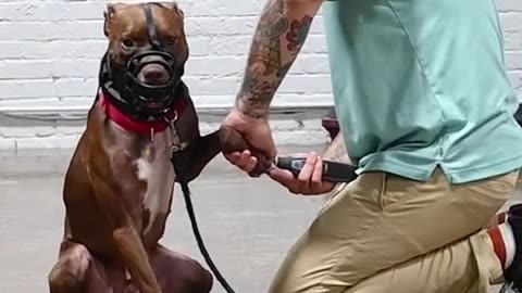 This Dog Doesn't Like Nail Trimming