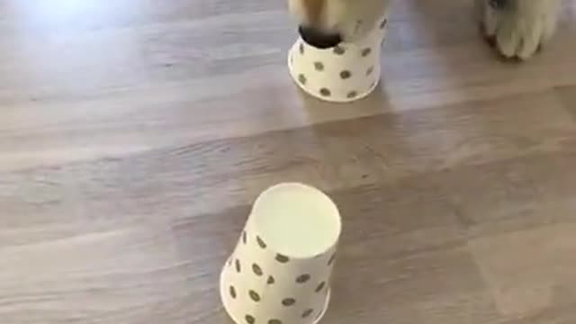 Silly Dog Smells and Finds Treat Placed Under Paper Cup but Leaves it and Takes Empty Cup