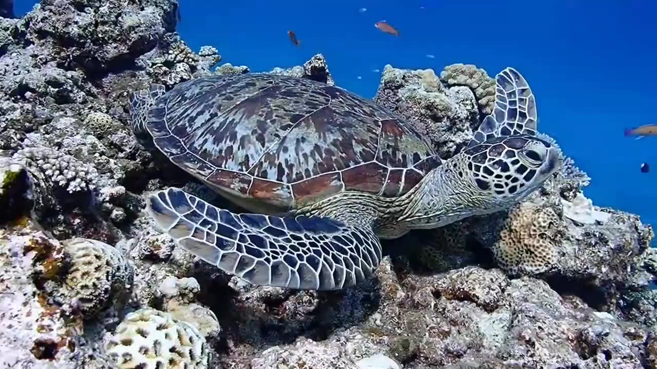 beauties of the seabed