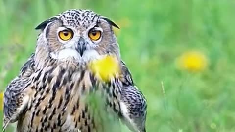Funny Animals Series 567