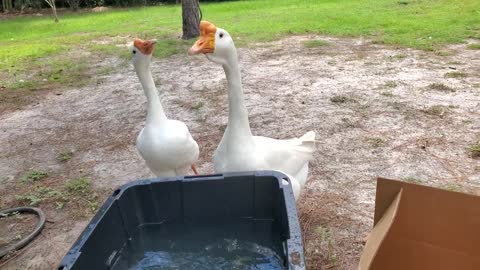 Little ones first Swim