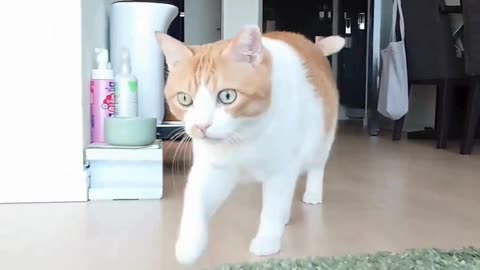 Cute And Funny Cats 😍😍😅😅 #viral #shorts #reels #cat #cats #pets #catsshare