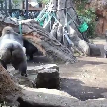 Funny Monkeys make me Happy