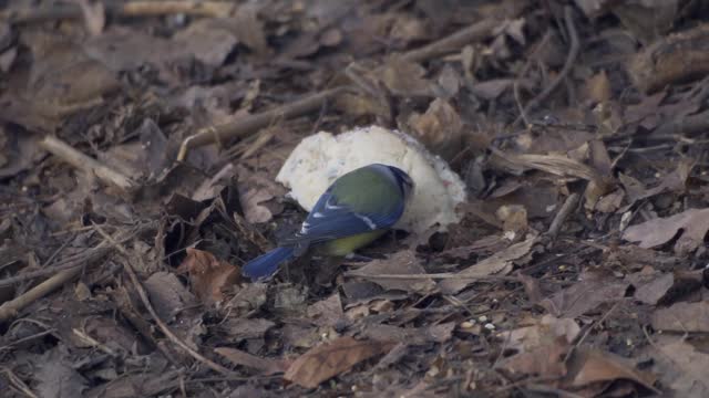 Sýkorky - Tit birds (sony