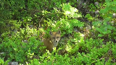 Cute, Curious Baby Fox Waits For Mother To Bring Back Food