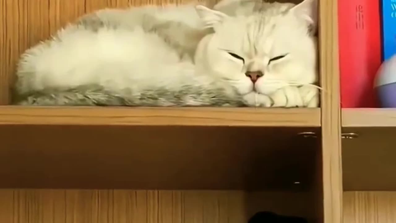 Cat videos πΈπ Funny animal videos πΉ