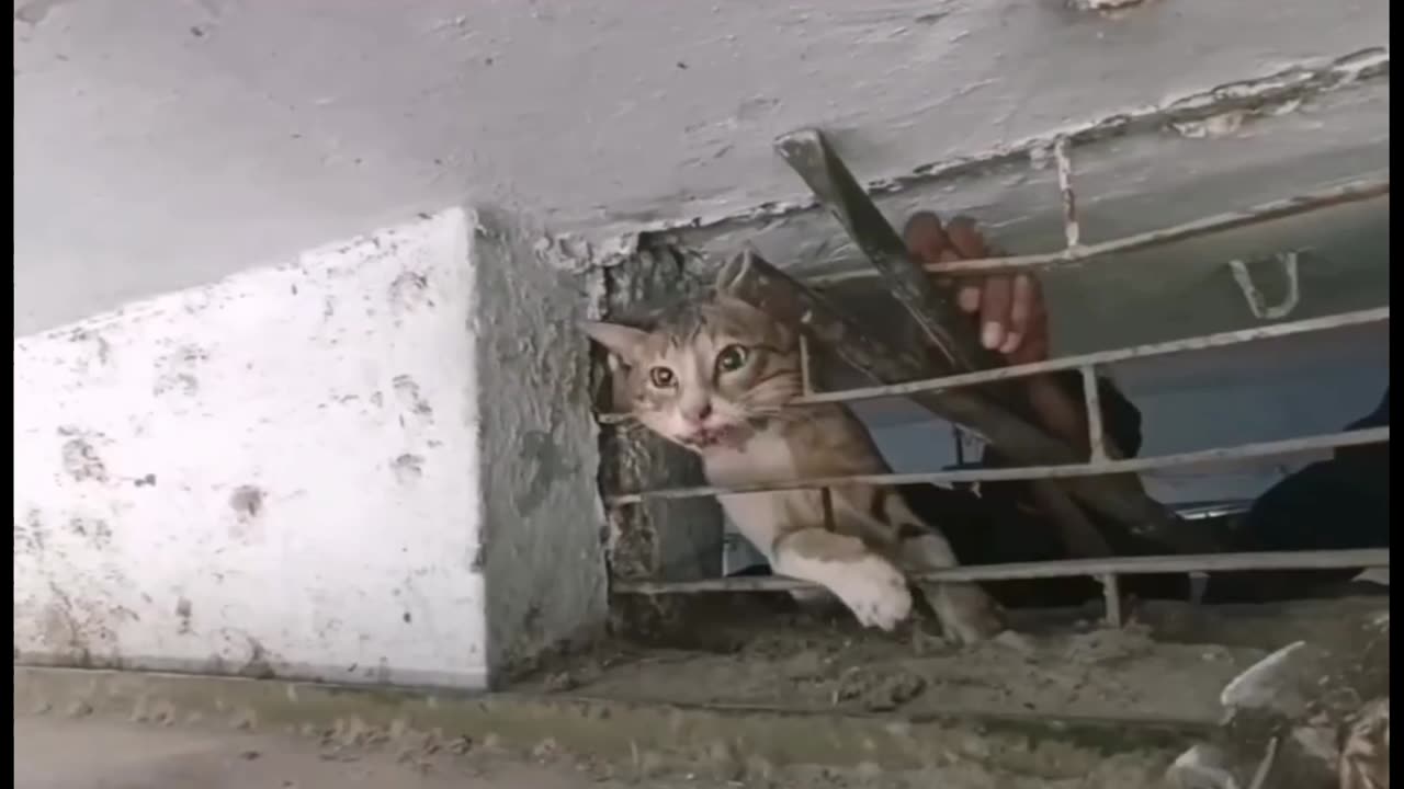 A Person save cat life