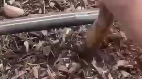 “ Take control….🧄 ADD GARLIC TO YOUR HEALTH ARSENAL......Time to get planting!!! 🌱“