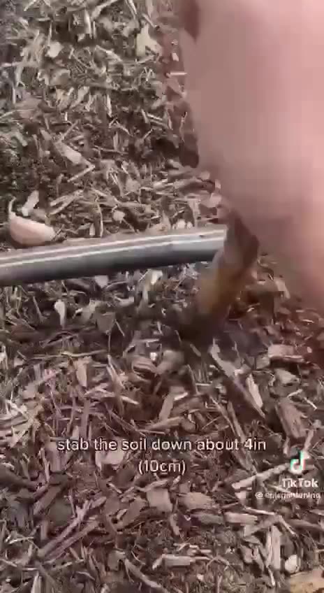 “ Take control….🧄 ADD GARLIC TO YOUR HEALTH ARSENAL......Time to get planting!!! 🌱“