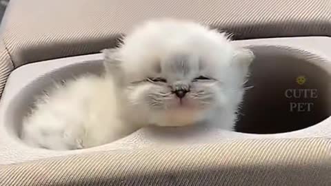 up as big as he could get.