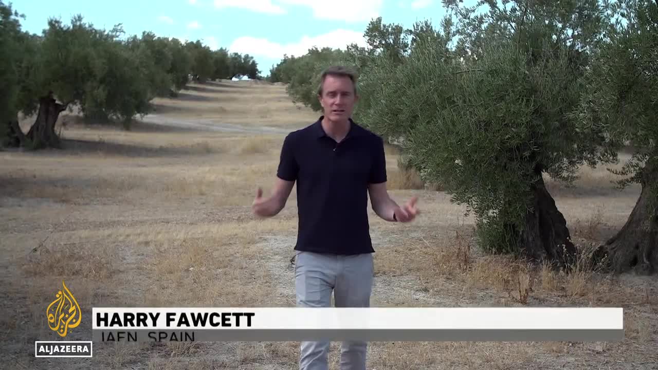 Heatwave threatens Spain's olive oil production