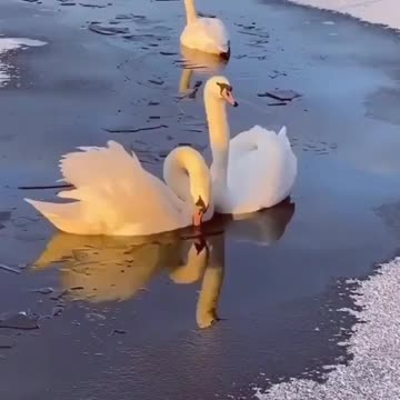 Don't feed the swans bread