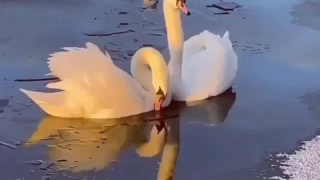 Don't feed the swans bread