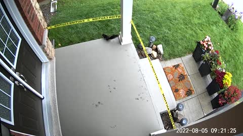 Squirrel Leaves Tracks on Wet Cement