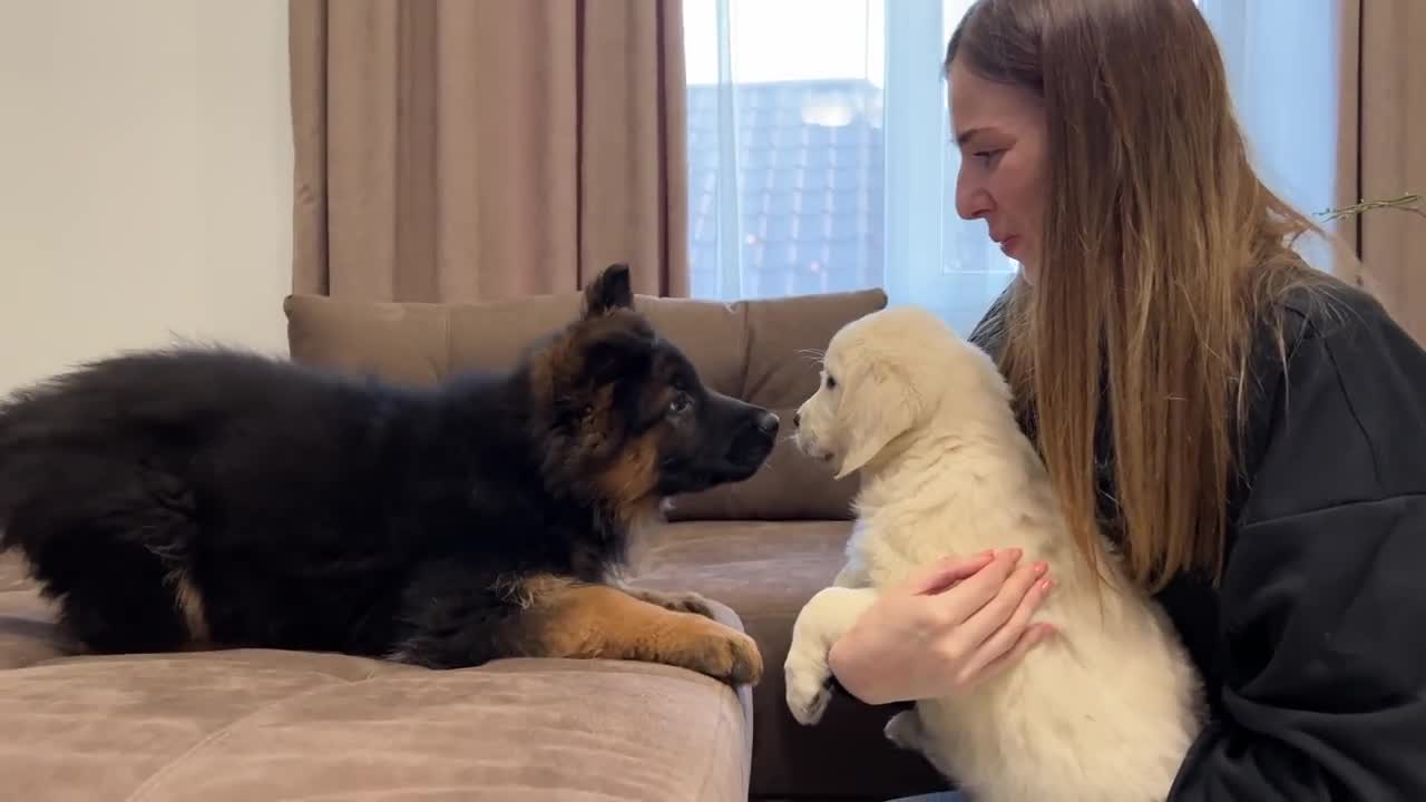 German Shepherd Puppy Meets Golden Retriever Puppy for the First Time