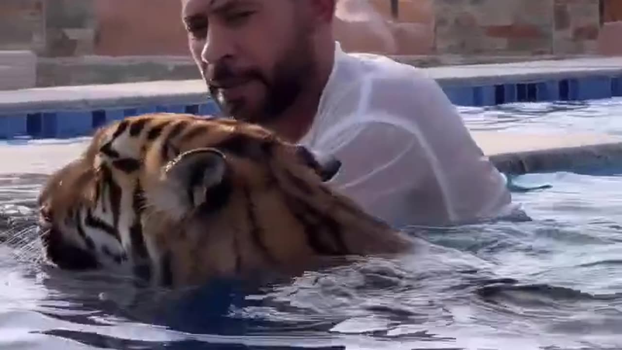 Dubai 🇦🇪 King 👑 Sheikh Nawab With White Tiger 🐯 Lion 🦁 White Tiger 🐅 #Dubai #shorts