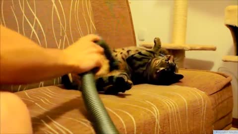 Cat Really Loves Being Vacuumed