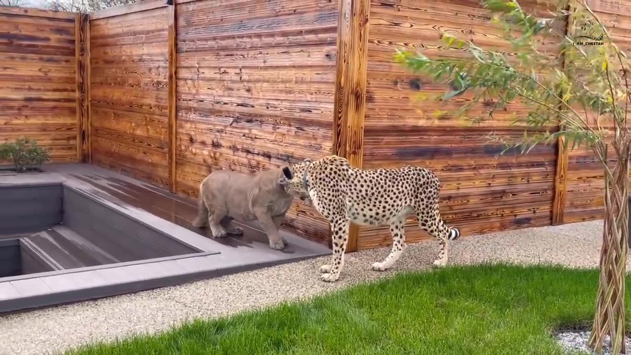 Gerda the cheetah doesn't recognize his brother! Has Messi's cougar been switched?