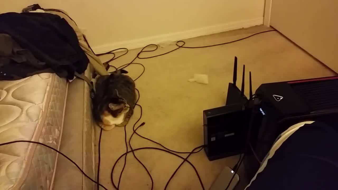 Please Cat