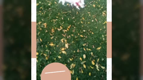dog video