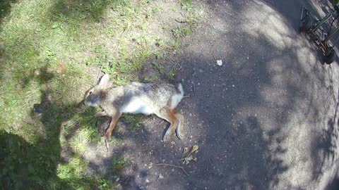 Dying rabbit trailway