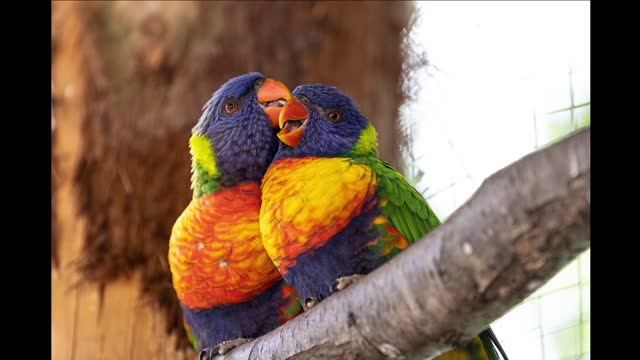 Reiki Zen Meditation Music Relax Your Mind And Body Soothing Music
