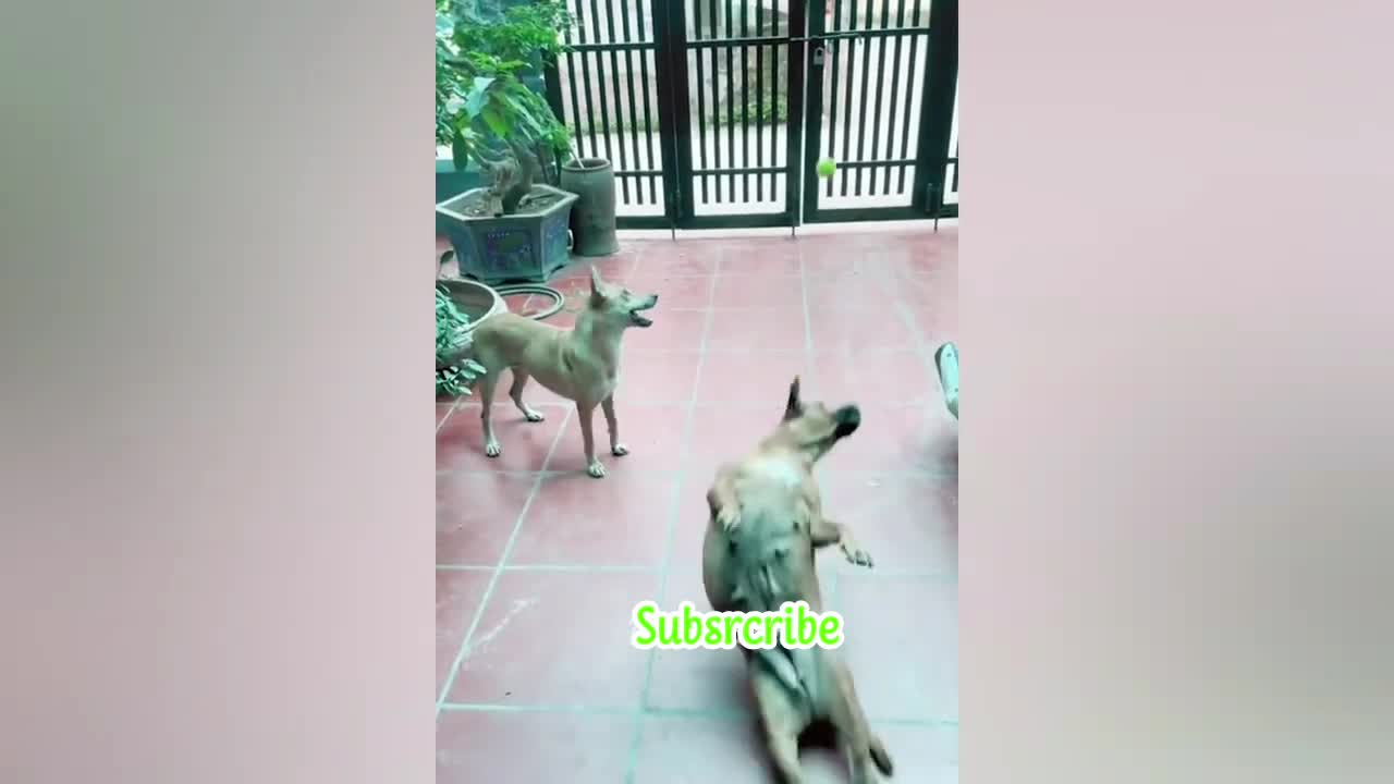 #animal best funny video 2022 #shorts #cat