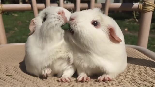 😘guinea pig’s Cute Cute Video🐇🐇